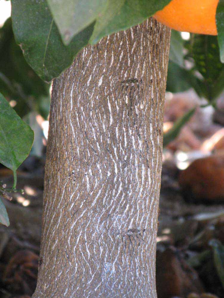            Bark (Riverside, CA)   